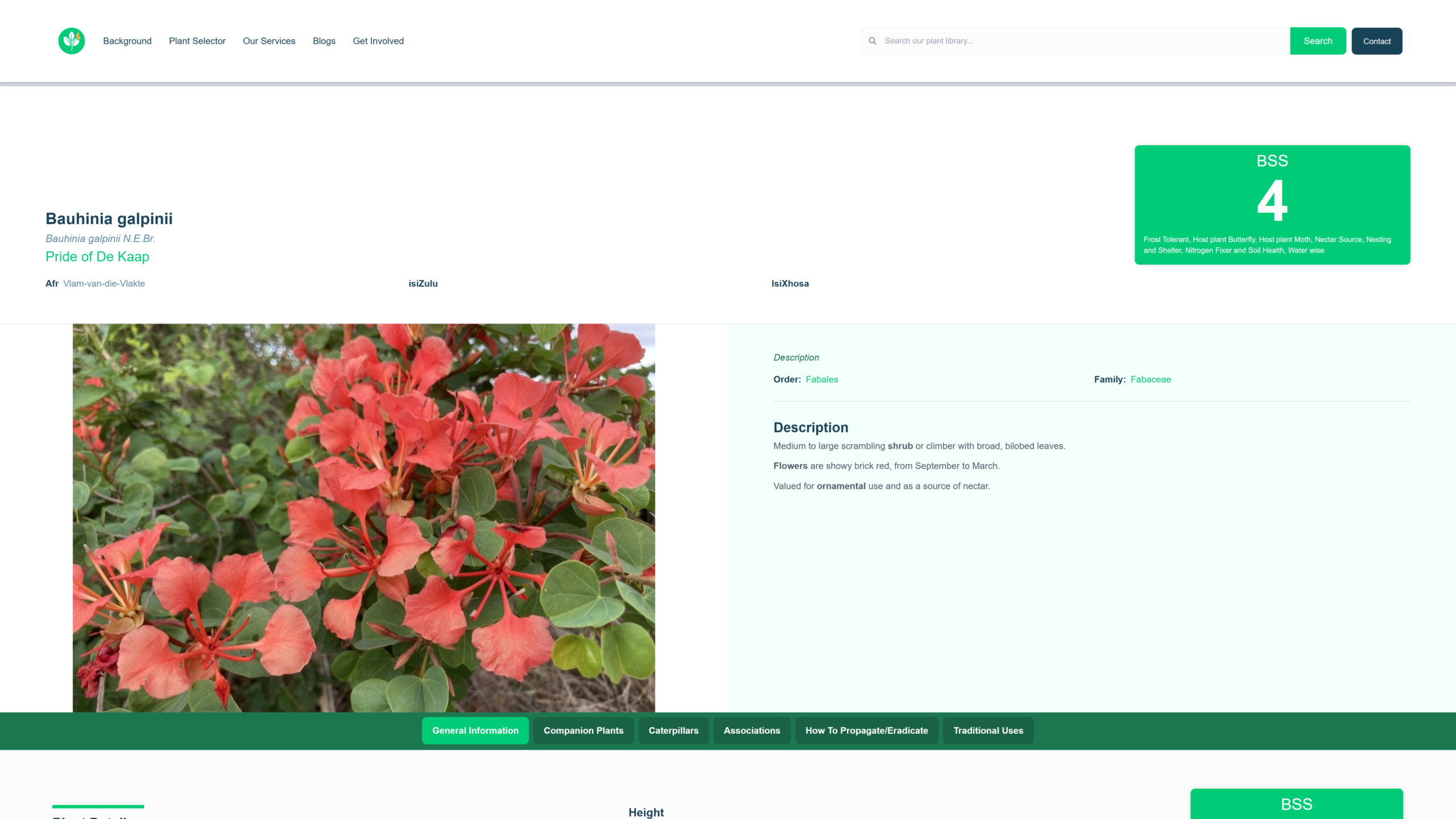 https://cms.mattypfoot.com/wp-content/uploads/2026/04/ecorestoration.co_.za_plant-library_bauhinia-galpinii-scaled.png